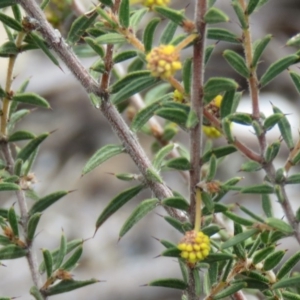 Acacia gunnii at Tuggeranong DC, ACT - 6 Sep 2019