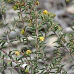 Acacia gunnii at Tuggeranong DC, ACT - 6 Sep 2019