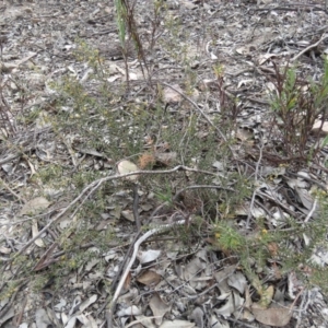 Acacia gunnii at Tuggeranong DC, ACT - 6 Sep 2019