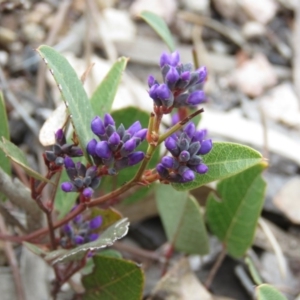 Hardenbergia violacea at Fadden, ACT - 6 Sep 2019