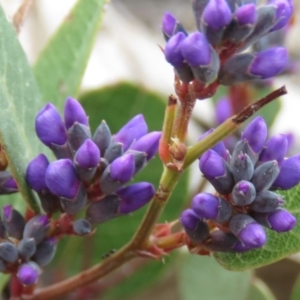 Hardenbergia violacea at Fadden, ACT - 6 Sep 2019