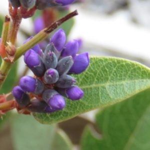 Hardenbergia violacea at Fadden, ACT - 6 Sep 2019