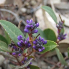 Hardenbergia violacea at Fadden, ACT - 6 Sep 2019 11:23 AM