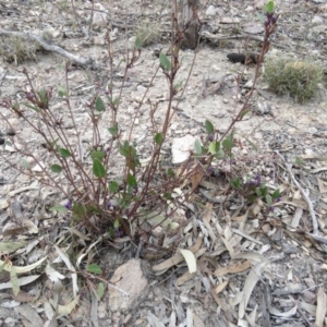 Hardenbergia violacea at Fadden, ACT - 6 Sep 2019