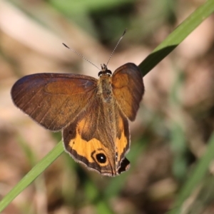 Hypocysta metirius at Guerilla Bay, NSW - 31 Aug 2019 03:27 PM