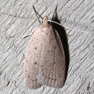 Garrha (genus) at Rosedale, NSW - 31 Aug 2019 09:21 PM