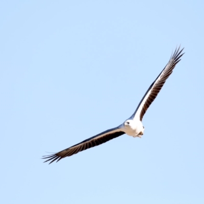 Haliaeetus leucogaster (White-bellied Sea-Eagle) at Broulee, NSW - 31 Aug 2019 by jb2602