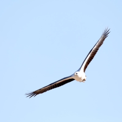 Haliaeetus leucogaster (White-bellied Sea-Eagle) at Broulee Moruya Nature Observation Area - 31 Aug 2019 by jb2602