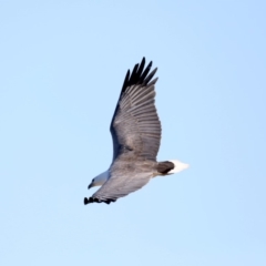 Haliaeetus leucogaster at Broulee, NSW - 31 Aug 2019 02:52 PM