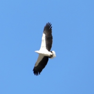 Haliaeetus leucogaster at Broulee, NSW - 31 Aug 2019 02:52 PM