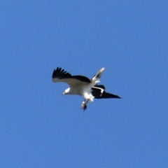 Haliaeetus leucogaster at Broulee, NSW - 31 Aug 2019