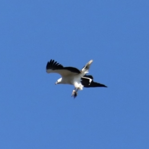 Haliaeetus leucogaster at Broulee, NSW - 31 Aug 2019 02:52 PM