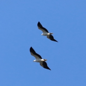 Haliaeetus leucogaster at Broulee, NSW - 31 Aug 2019