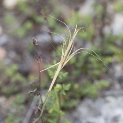 Anthosachne scabra (Common Wheat-grass) at Illilanga & Baroona - 22 Dec 2018 by Illilanga
