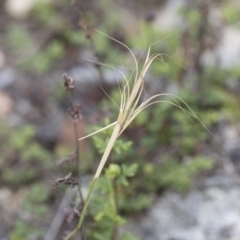 Anthosachne scabra (Common Wheat-grass) at Michelago, NSW - 22 Dec 2018 by Illilanga