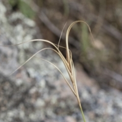 Anthosachne scabra at Michelago, NSW - 22 Dec 2018 04:12 PM