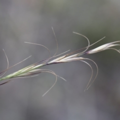 Anthosachne scabra (Common Wheat-grass) at Illilanga & Baroona - 30 Dec 2018 by Illilanga