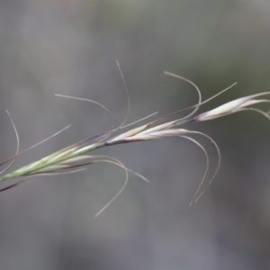 Anthosachne scabra at Michelago, NSW - 30 Dec 2018