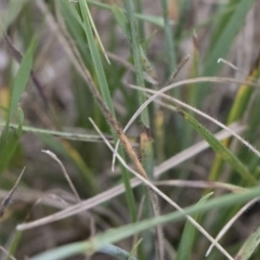 Anthosachne scabra at Michelago, NSW - 30 Dec 2018