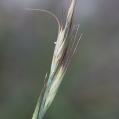 Anthosachne scabra at Michelago, NSW - 30 Dec 2018