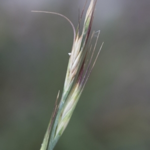 Anthosachne scabra at Michelago, NSW - 30 Dec 2018