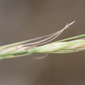 Anthosachne scabra at Michelago, NSW - 30 Dec 2018