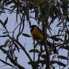 Pachycephala pectoralis (Golden Whistler) at Hughes, ACT - 24 Aug 2019 by JonSteinbeck