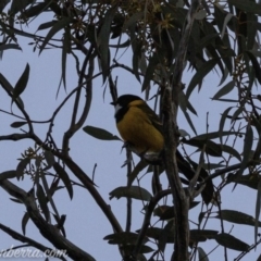 Pachycephala pectoralis (Golden Whistler) at Hughes, ACT - 23 Aug 2019 by BIrdsinCanberra