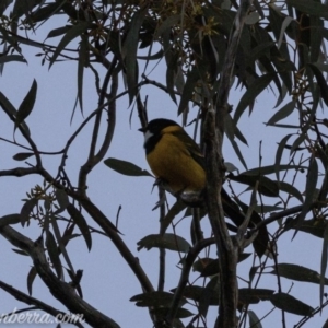 Pachycephala pectoralis at Hughes, ACT - 24 Aug 2019 06:54 AM