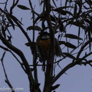 Pachycephala pectoralis at Hughes, ACT - 24 Aug 2019