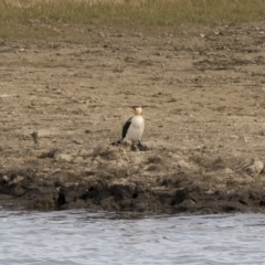 Microcarbo melanoleucos (Little Pied Cormorant) at Illilanga & Baroona - 22 Sep 2018 by Illilanga