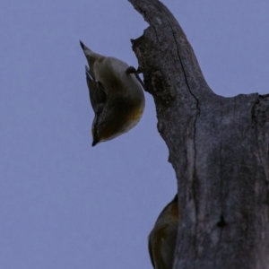 Pardalotus striatus at Hughes, ACT - 24 Aug 2019