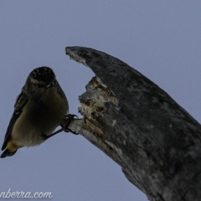 Pardalotus punctatus (Spotted Pardalote) at Red Hill to Yarralumla Creek - 23 Aug 2019 by BIrdsinCanberra