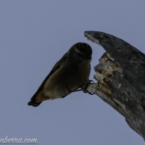 Pardalotus punctatus at Hughes, ACT - 24 Aug 2019