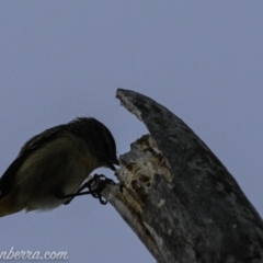 Pardalotus punctatus at Hughes, ACT - 24 Aug 2019