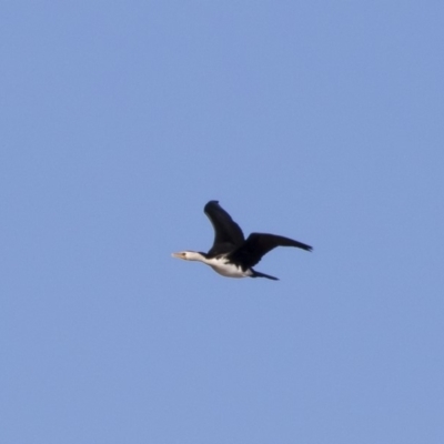 Microcarbo melanoleucos (Little Pied Cormorant) at Illilanga & Baroona - 1 Jul 2019 by Illilanga