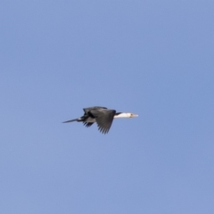 Microcarbo melanoleucos at Michelago, NSW - 1 Jul 2019 01:49 PM