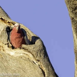 Eolophus roseicapilla at Deakin, ACT - 24 Aug 2019 07:18 AM