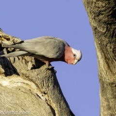 Eolophus roseicapilla at Deakin, ACT - 24 Aug 2019 07:18 AM