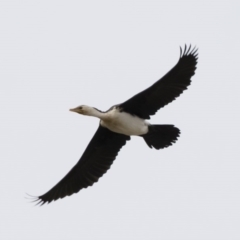 Microcarbo melanoleucos (Little Pied Cormorant) at Michelago, NSW - 26 Jul 2019 by Illilanga