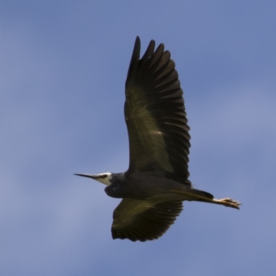 Egretta novaehollandiae (White-faced Heron) at Michelago, NSW - 23 Dec 2017 by Illilanga