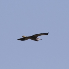 Egretta novaehollandiae (White-faced Heron) at Illilanga & Baroona - 11 Jan 2019 by Illilanga