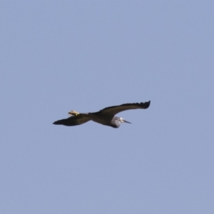 Egretta novaehollandiae at Michelago, NSW - 12 Jan 2019 09:18 AM