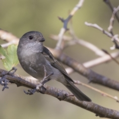 Pachycephala pectoralis (Golden Whistler) at Higgins, ACT - 27 Apr 2019 by Alison Milton