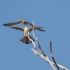 Falco cenchroides (Nankeen Kestrel) at The Pinnacle - 4 Sep 2019 by Alison Milton