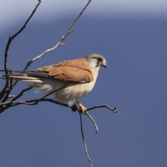 Falco cenchroides at Dunlop, ACT - 4 Sep 2019