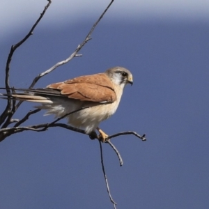 Falco cenchroides at Dunlop, ACT - 4 Sep 2019