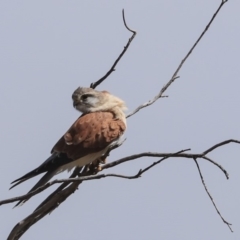 Falco cenchroides at Dunlop, ACT - 4 Sep 2019