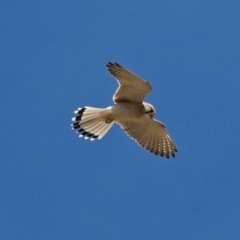 Falco cenchroides at Dunlop, ACT - 4 Sep 2019