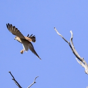 Falco cenchroides at Dunlop, ACT - 4 Sep 2019